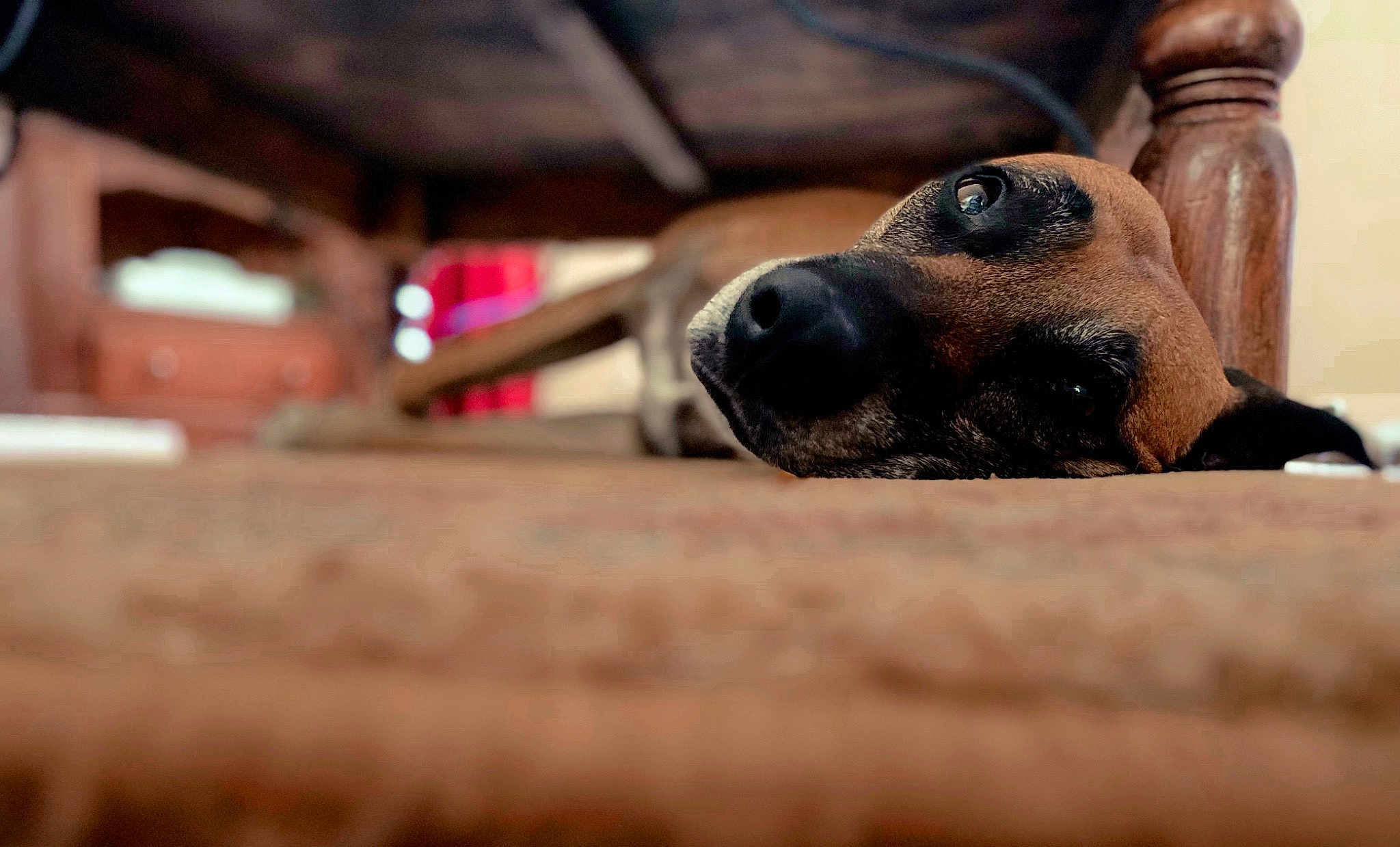 Indi