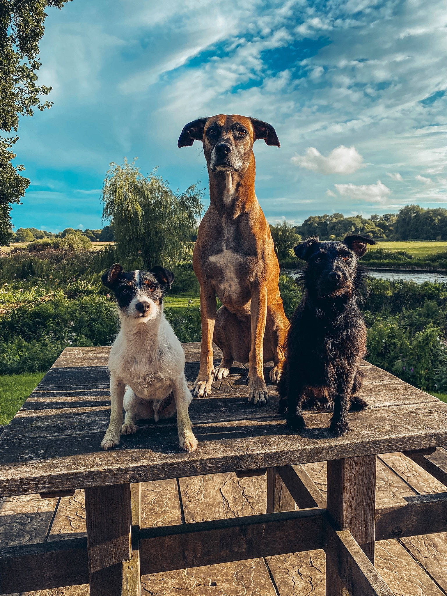 Indi joined the competition — help win amazing prizes! canidae, carnivore, cloud, companion_dog, dog, dog_breed, fawn, fence, gun_dog, landscape, leisure, outdoor_furniture, plant, sky, sporting_group, table, tree, water, wood, working_animal