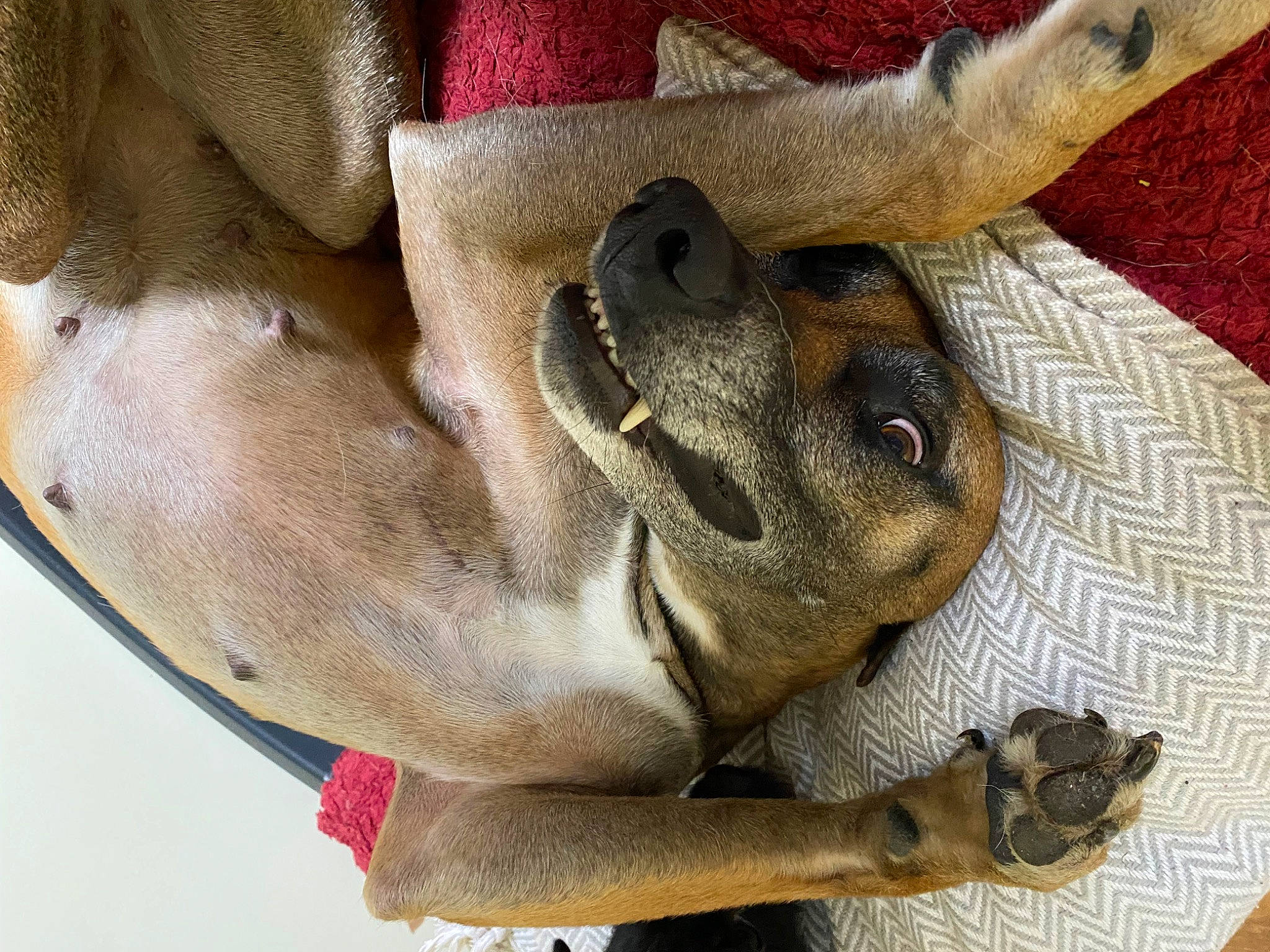 Indi joined the competition — help win amazing prizes! comfort, dog, dog_breed, eye, fawn, foot, fur, human_leg, nail, pattern, paw, plant, reptile, snout, sporting_group, terrestrial_animal, wildlife, window, wing, working_animal