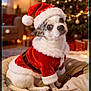 dog, christmas, santa_hat, santa_costume, holiday, festive, pet, indoor, decorations, christmas_tree, lights, gift_boxes, cozy, bed, fur, cute, small_dog, holiday_season, celebration, warm_lighting