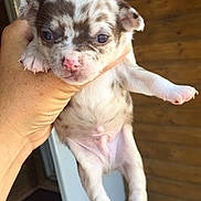 Bijoux participe au concours pour gagner de l'argent avec cette photo : carnivoran, chihuahua, companion_dog, dog, dog_breed, dog_breed_group, dog_like_mammal, puppy, snout, toy_dog