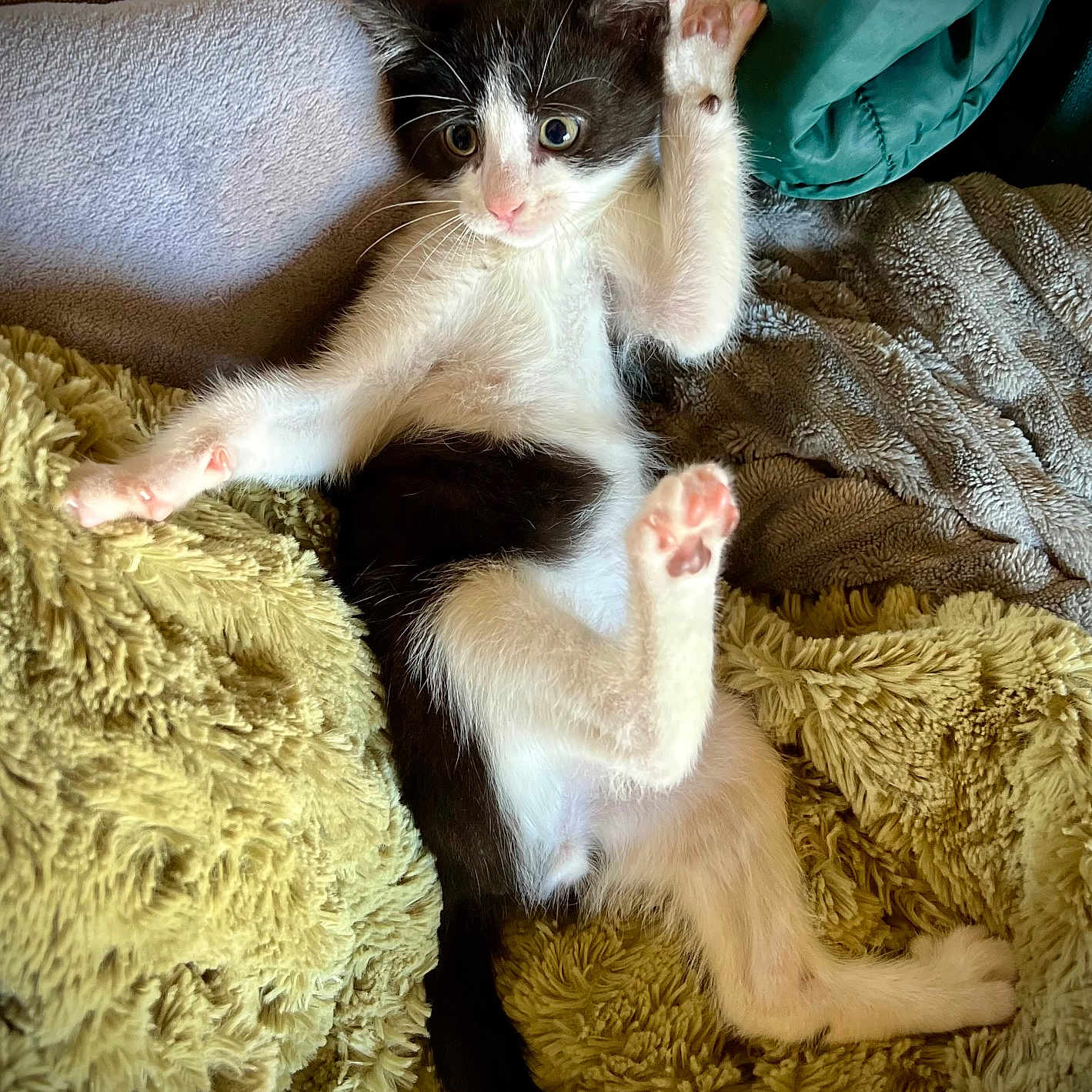 Maki participe au concours pour gagner de l'argent avec cette photo : abyssinian, animal, bed, bedroom, blanket, cat, chair, couch, cushion, furniture, homedecor, indoors, kitten, manx, person, pet, quilt, room, siamese, sleeping