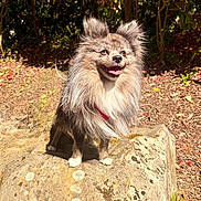 Wylo a rejoint le concours — aidez-le/la à gagner de superbes lots ! animal, blue_eyes, bright, canine, daytime, dog, ears_up, fluffy, fur, garden, happy, nature, outdoor, pet, rock, smiling, standing, sunlight, tongue_out, wildlife