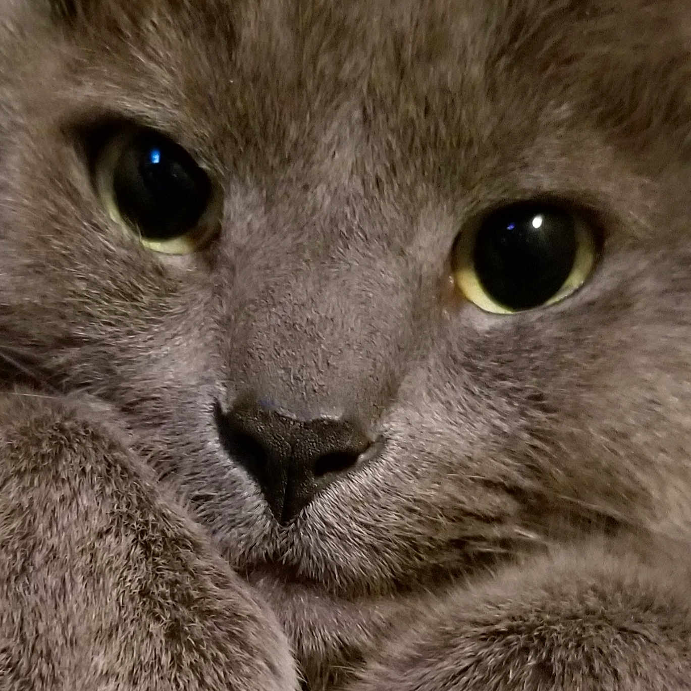 Mr Silly
