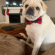 Guido is registered to the contest to win money with this photo: dog, pug, bow_tie, pet, living_room, couch, fireplace, stockings, holiday_decor, brown_furniture, television, wall_art, indoors, portrait, cute, animal, pet_accessory, comfortable, seated, decor