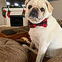 dog, pug, bow_tie, pet, living_room, couch, fireplace, stockings, holiday_decor, brown_furniture, television, wall_art, indoors, portrait, cute, animal, pet_accessory, comfortable, seated, decor