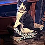 cat, gray_cat, white_cat, cat_scratch_post, indoor, furniture, tile_floor, collar, pet_accessory, pet, animal, sitting, looking, curious, cozy, home, domestic_cat, feline, scratching_post, cat_toy