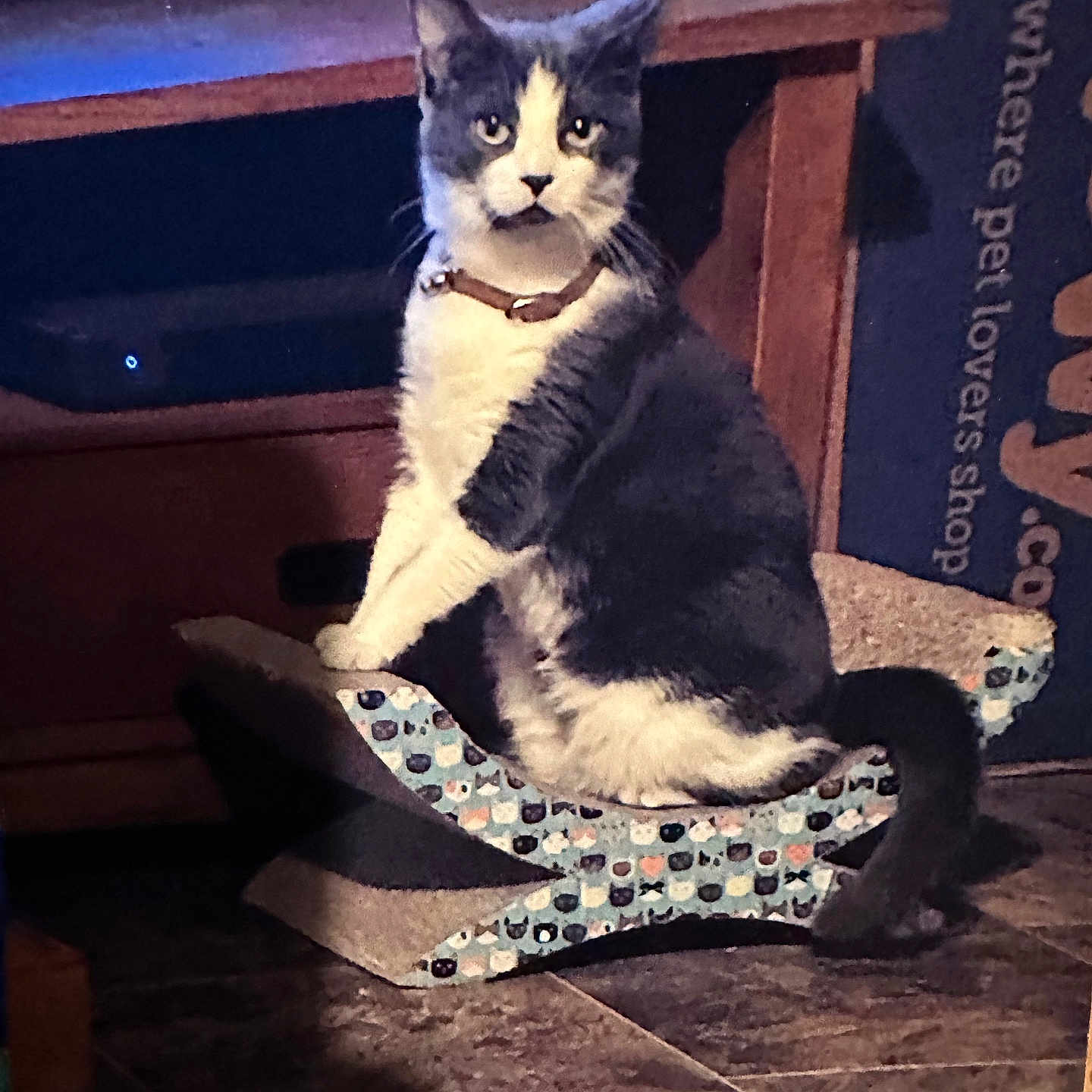 Oreo joined the competition — help win amazing prizes! animal, cat, cat_scratch_post, cat_toy, collar, cozy, curious, domestic_cat, feline, furniture, gray_cat, home, indoor, looking, pet, pet_accessory, scratching_post, sitting, tile_floor, white_cat