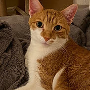 Tagada participe au concours pour gagner de l'argent avec cette photo : animal, blanket, cat, closeup, cozy, cute, domestic, ears, eyes, feline, fur, indoor, looking, mammal, orange_cat, pet, portrait, resting, whiskers, white_cat