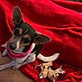 Babygirl is registered to the contest to win money with this photo: bed, blanket, close_up, cozy, cute, dog, ears_up, harness, indoor, looking_up, paw, pet, pink_harness, portrait, red_blanket, small_dog, tile_floor, torn_toy, toy, white_tail