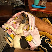 Babygirl joined the competition — help win amazing prizes! blanket, couch, cozy, cup, cute, dog, eyes, fur, human_leg, living_room, looking_up, paw, pink_blanket, recliner, remote_control, side_table, small_dog, snout, water_bottle, wrapped