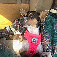 Babygirl joined the competition — help win amazing prizes! dog, small_dog, pet, harness, pink_harness, blanket, patterned_blanket, car_interior, car_seat, sunlight, relaxed, animal, canine, window, boot, resting, indoor, seatbelt, side_view, fur