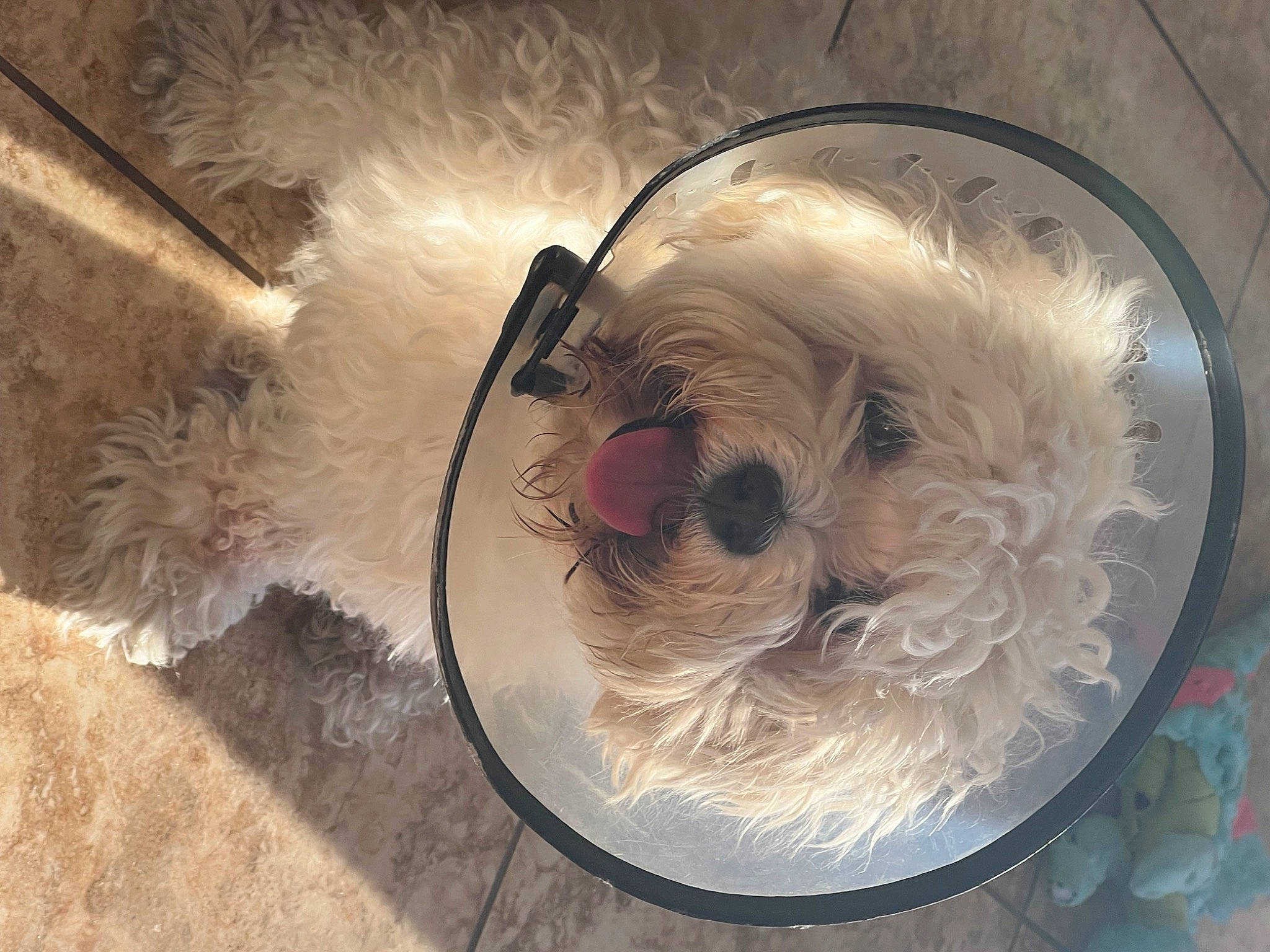 Luna is registered to the contest to win money with this photo: carnivore, circle, companion_dog, dog, dog_breed, dog_supply, eyewear, flooring, fur, goggles, toy, toy_dog, whiskers, wood, working_animal