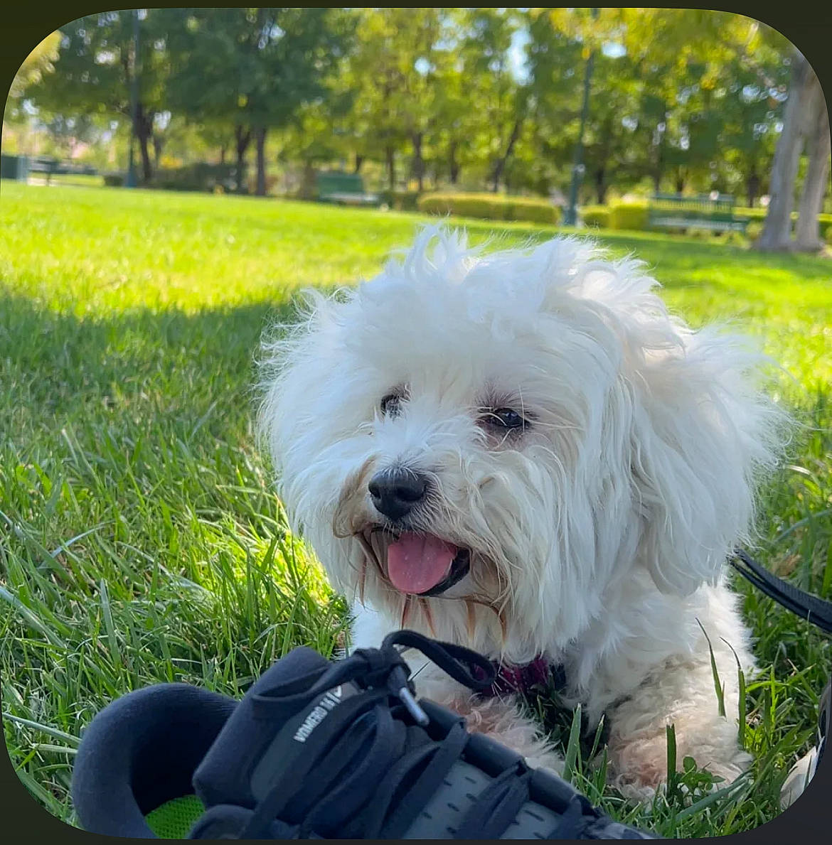Luna is registered to the contest to win money with this photo: canidae, carnivore, companion_dog, dog, dog_breed, dog_supply, grass, happy, mal_shi, maltepoo, non_sporting_group, plant, poodle, poodle_crossbreed, small_terrier, sporting_group, toy_dog, tree, water_dog, working_animal