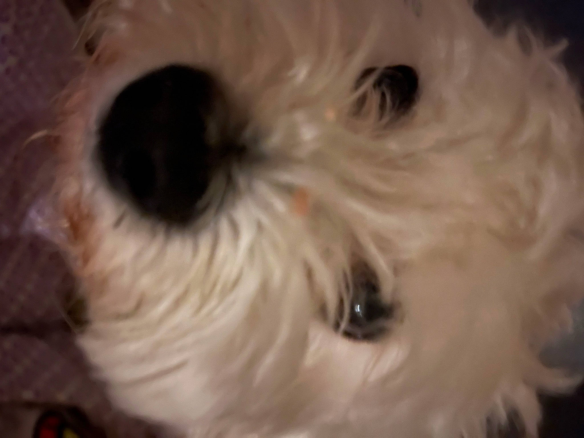 Luna is registered to the contest to win money with this photo: canidae, carnivore, close_up, cockapoo, companion_dog, dog, dog_breed, fur, maltepoo, non_sporting_group, poodle_crossbreed, puppy_love, small_terrier, snout, sporting_group, terrier, toy, toy_dog, whiskers, working_animal