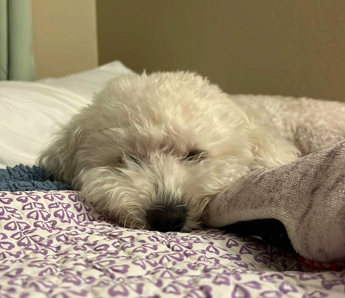 Bellatrix joined the competition — help win amazing prizes! canidae, carnivore, cloud, comfort, companion_dog, dog, dog_breed, fur, linens, nap, paw, puppy, small_terrier, small_to_medium_sized_cats, snout, sporting_group, tail, terrier, toy_dog, working_animal