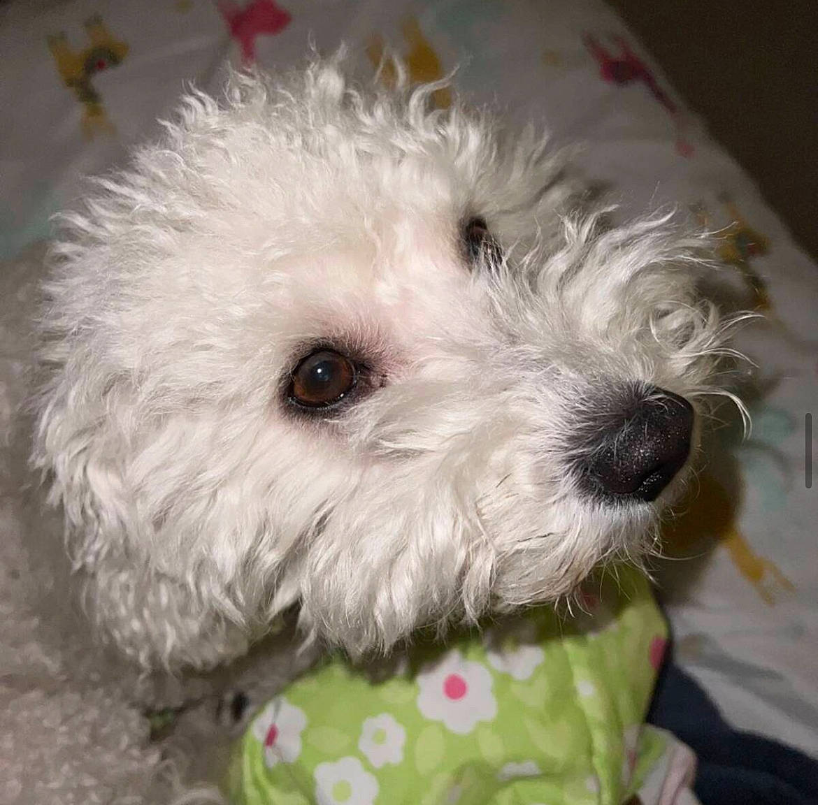 Bellatrix joined the competition — help win amazing prizes! canidae, carnivore, companion_dog, dog, dog_breed, fur, labradoodle, maltepoo, plant, poodle, poodle_crossbreed, puppy, shih_poo, small_terrier, snout, sporting_group, terrier, toy_dog, water_dog, working_animal