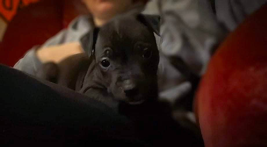 Artemis joined the competition — help win amazing prizes! borador, canidae, carnivore, comfort, companion_dog, darkness, dog, dog_breed, ear, fur, grey, guard_dog, non_sporting_group, puppy, sporting_group, terrestrial_animal, whiskers, working_animal