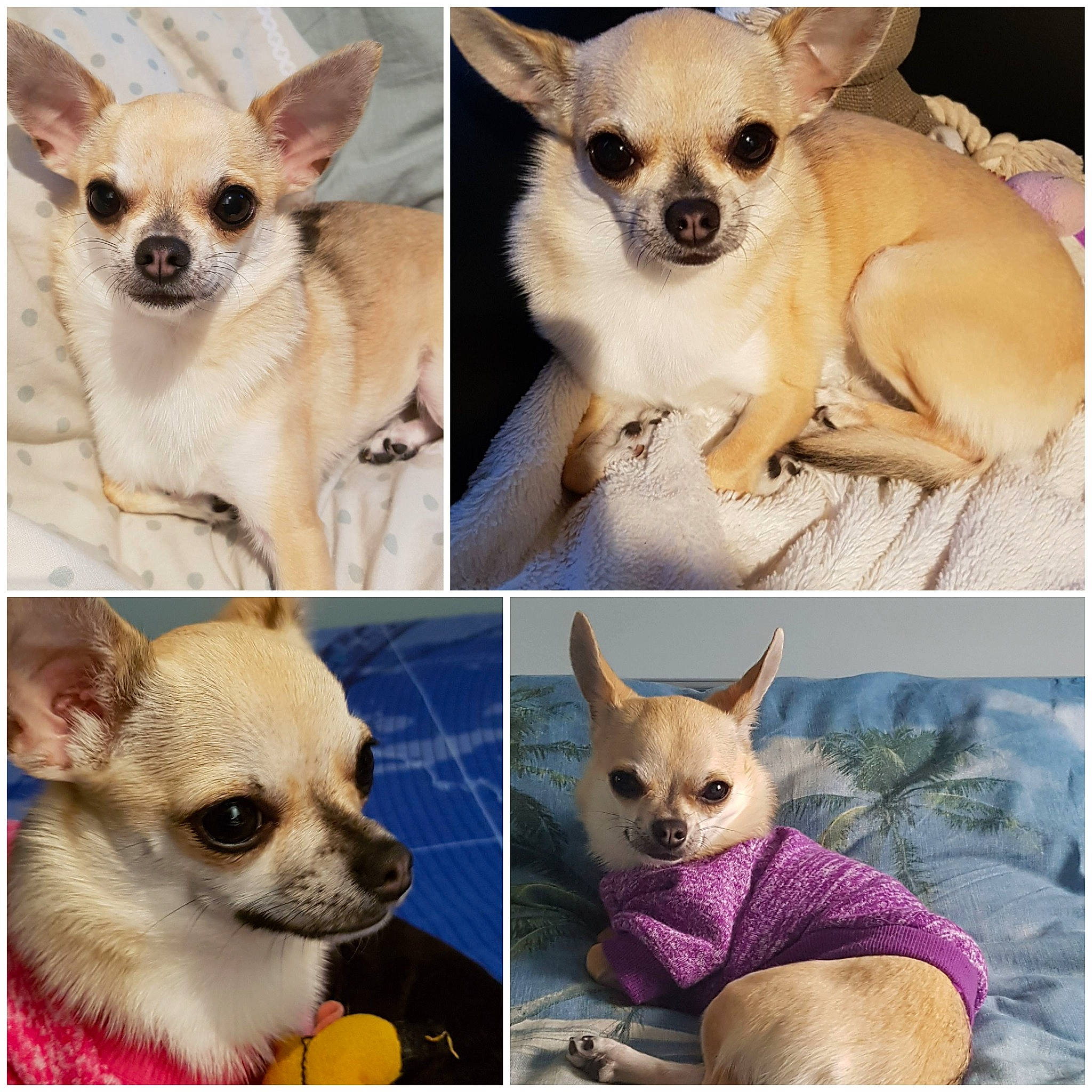 Maddie participe au concours pour gagner de l'argent avec cette photo : ancient_dog_breeds, canidae, carnivore, chihuahua, companion_dog, corgi_chihuahua, dog, dog_breed, ear, fawn, mammal, nose, photo_caption, puppy, puppy_love, skin, snout, toy_dog, vertebrate, whiskers