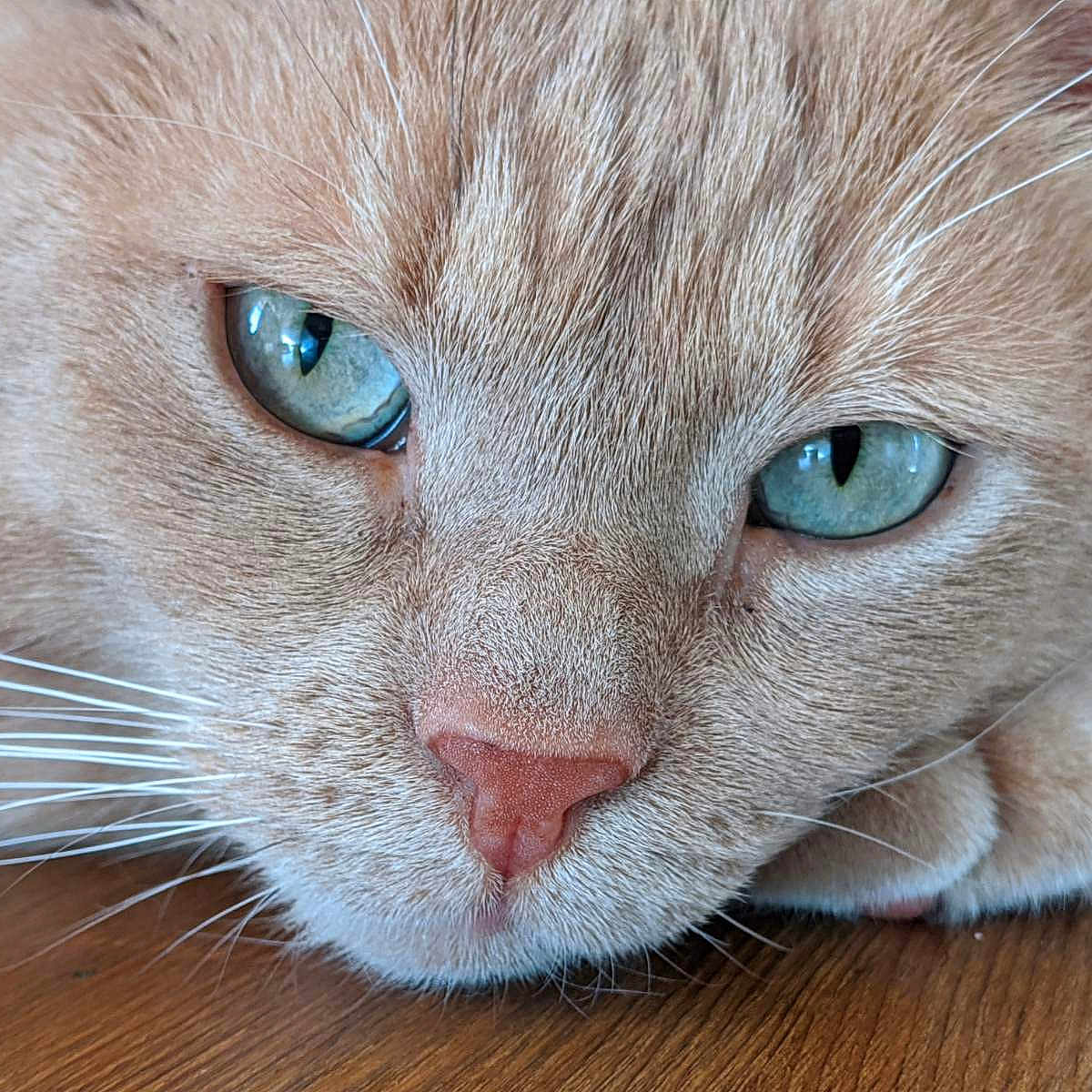 Rasta participe au concours pour gagner de l'argent avec cette photo : abyssinian, angora, animal, cat, hardwood, kitten, manx, pet, siamese, snout, wood