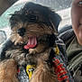 Marley joined the competition — help win amazing prizes! puppy, dog, blanket, tongue_out, car_interior, rain, window, person, smile, fur, cute, pet, happy, cozy, young_dog, closeup, indoor, animal, companion, playful