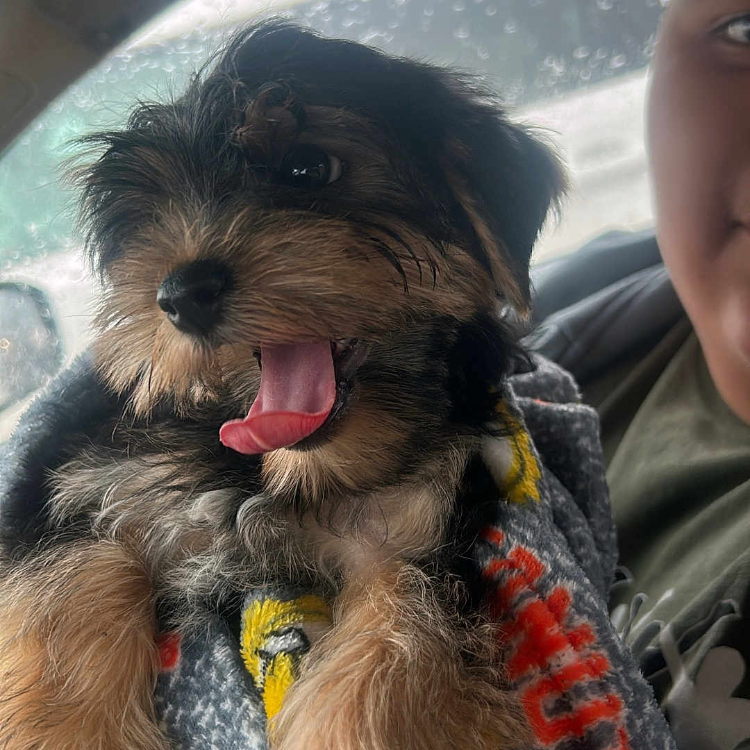 Marley joined the competition — help win amazing prizes! animal, blanket, car_interior, closeup, companion, cozy, cute, dog, fur, happy, indoor, person, pet, playful, puppy, rain, smile, tongue_out, window, young_dog
