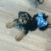 Marley joined the competition — help win amazing prizes! puppy, dog, diaper, blue, floor, wooden_floor, pet, animal, cute, lying, indoor, blur, motion, small_dog, fur, black, brown, looking_up, playful, young