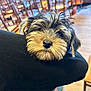 Marley is registered to the contest to win money with this photo: dog, puppy, fur, face, pet, animal, resting, indoor, wooden_chairs, table, black_clothing, close_up, cute, furry, snout, ears, background, cozy, companion, domestic