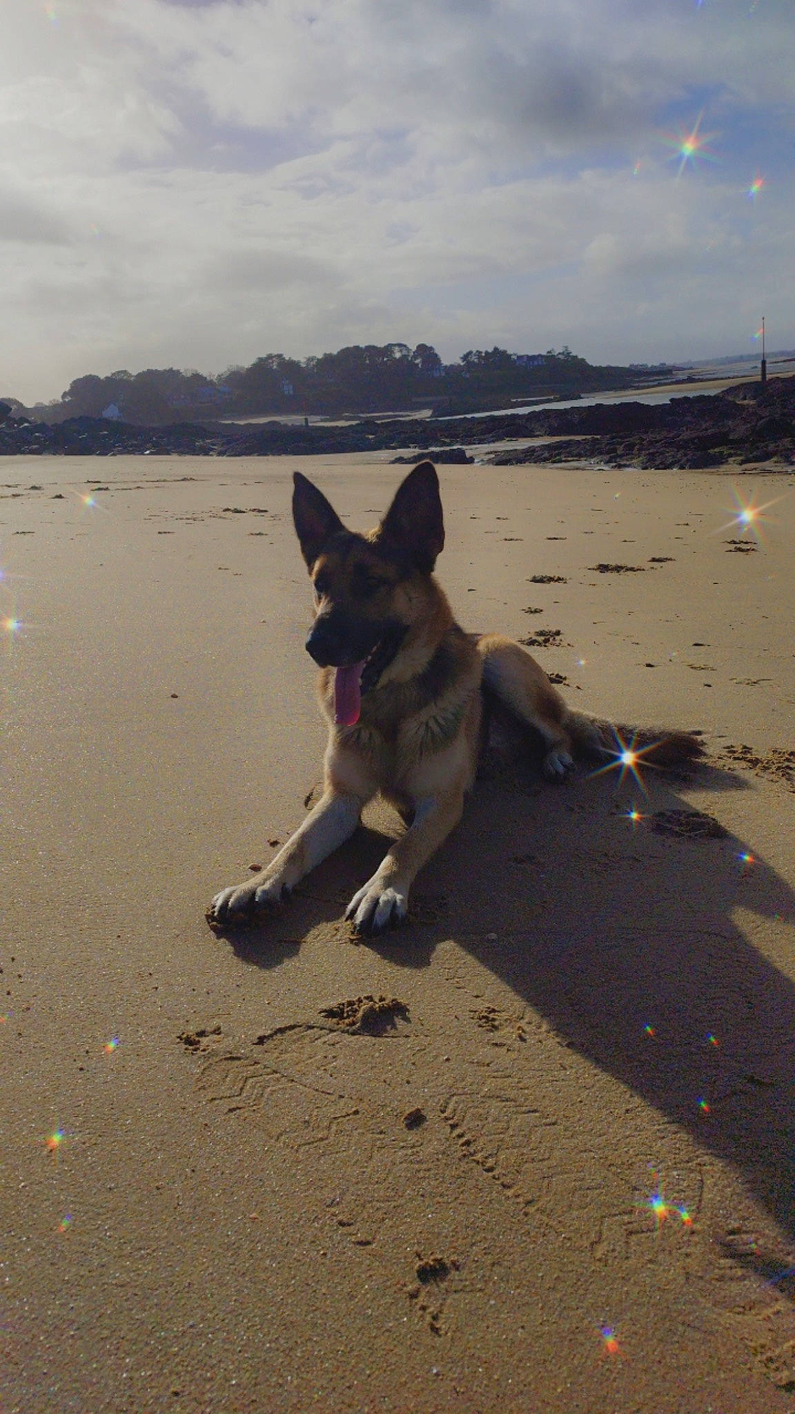 Samy a rejoint le concours — aidez-le/la à gagner de superbes lots ! beach, calm, carnivore, cloud, coast, companion_dog, dog, dog_breed, fawn, herding_dog, horizon, landscape, mammal, sand, shore, sky, snout, vertebrate, water, wood