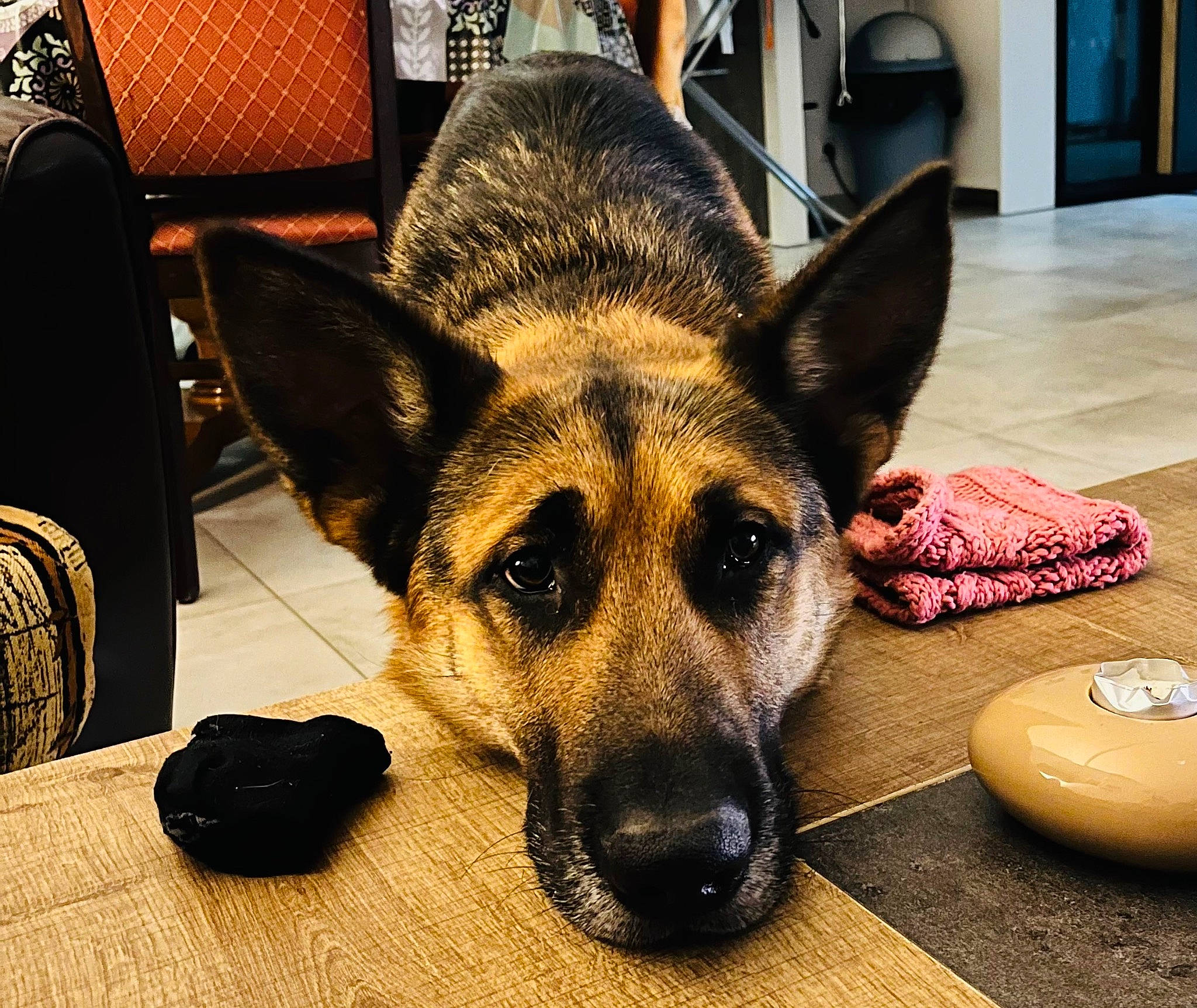 Samy participe au concours pour gagner de l'argent avec cette photo : canidae, canis, carnivore, chair, companion_dog, dog, dog_breed, eye, fawn, flooring, fur, german_shepherd_dog, herding_dog, jaw, snout, sporting_group, terrestrial_animal, whiskers, working_animal, working_dog