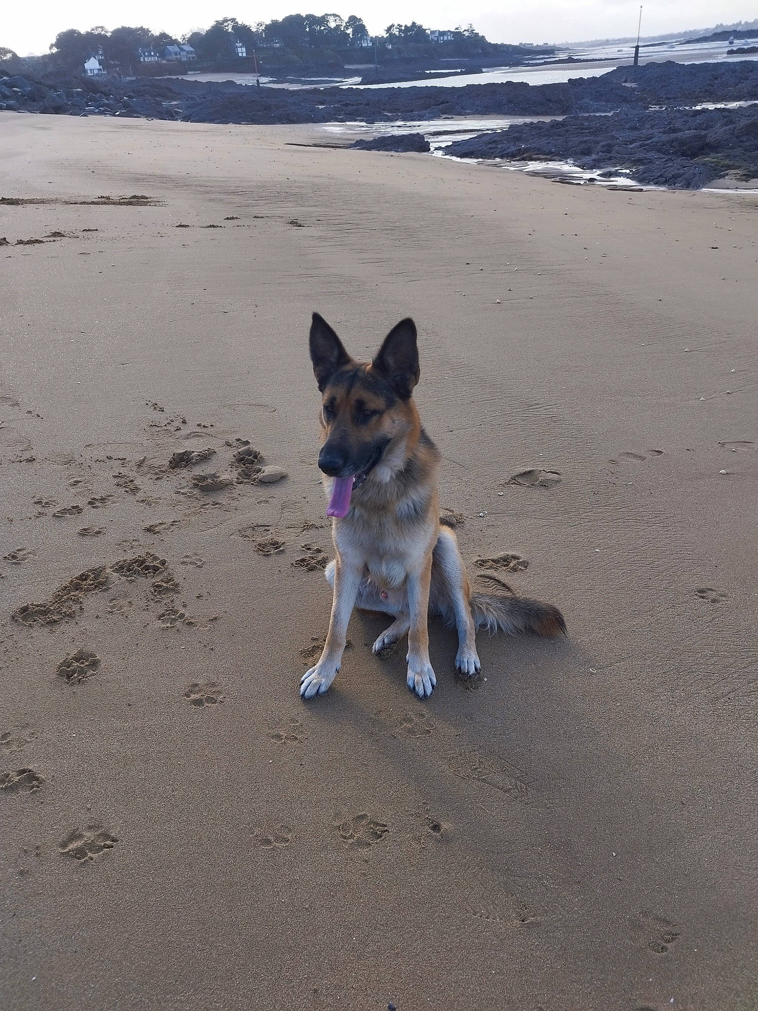 Samy participe au concours pour gagner de l'argent avec cette photo : beach, body_of_water, canidae, carnivore, coast, collar, companion_dog, dog, dog_breed, fawn, horizon, ocean, sand, sea, shore, sky, sporting_group, tail, water, wind_wave