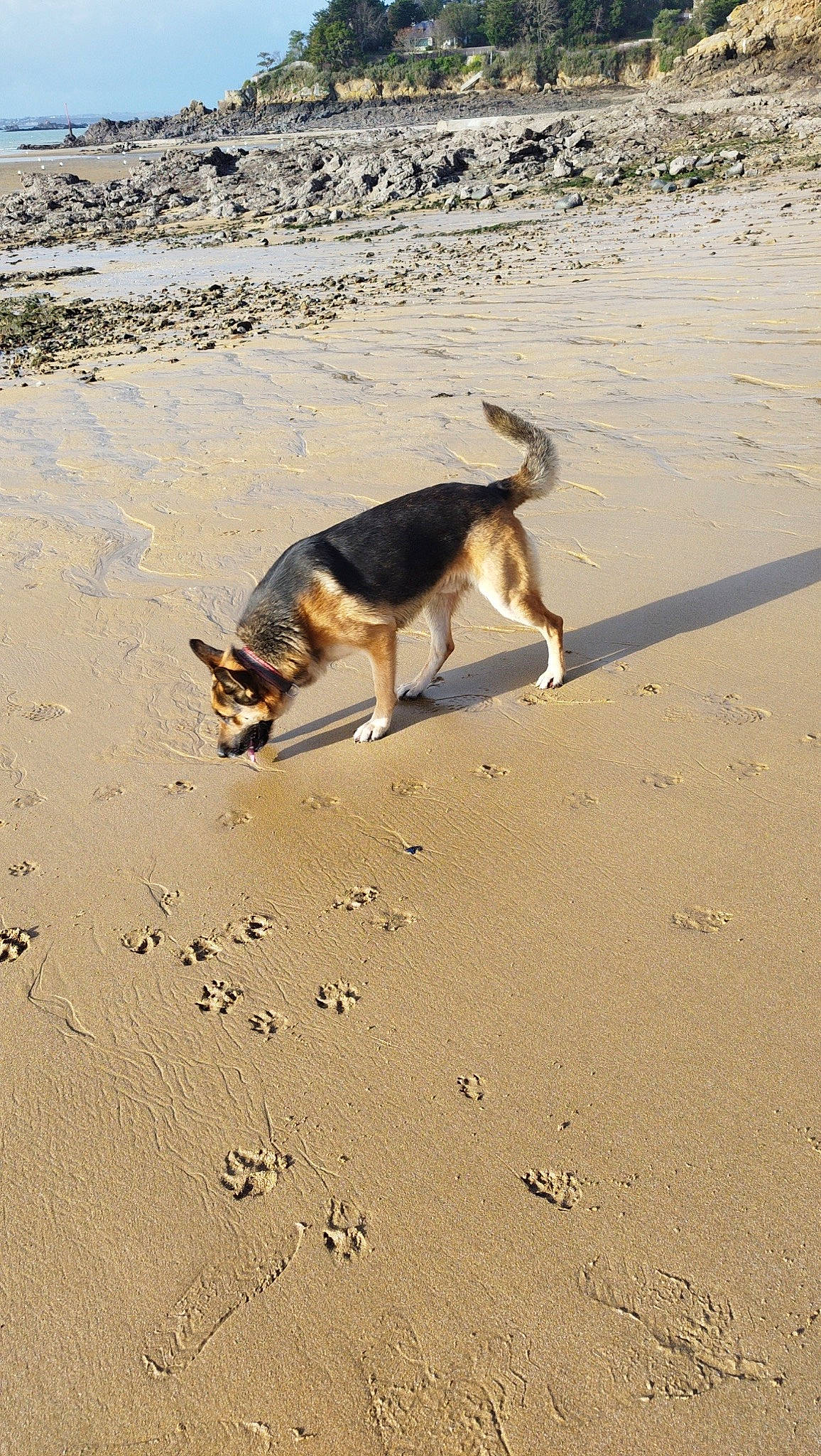Samy a rejoint le concours — aidez-le/la à gagner de superbes lots ! beach, canidae, carnivore, coast, companion_dog, dog, dog_breed, fawn, landscape, mammal, ocean, sand, shadow, sporting_group, tail, vertebrate, water, wave, wind_wave, wood