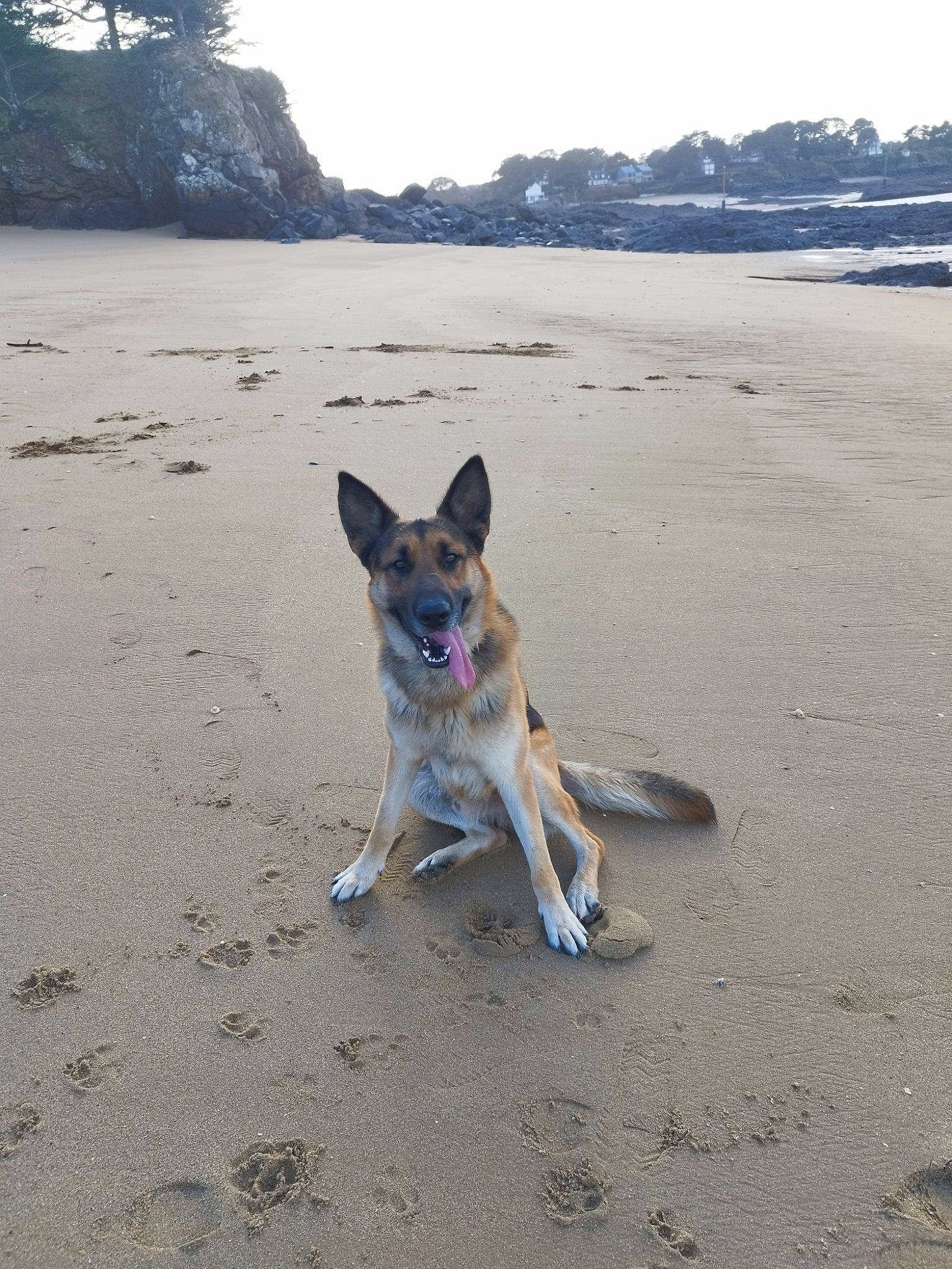 Samy a rejoint le concours — aidez-le/la à gagner de superbes lots ! australian_cattle_dog, beach, body_of_water, carnivore, coast, collar, companion_dog, dog, dog_breed, dog_supply, fawn, horizon, ocean, sand, shore, sky, sporting_group, tail, water, wind_wave