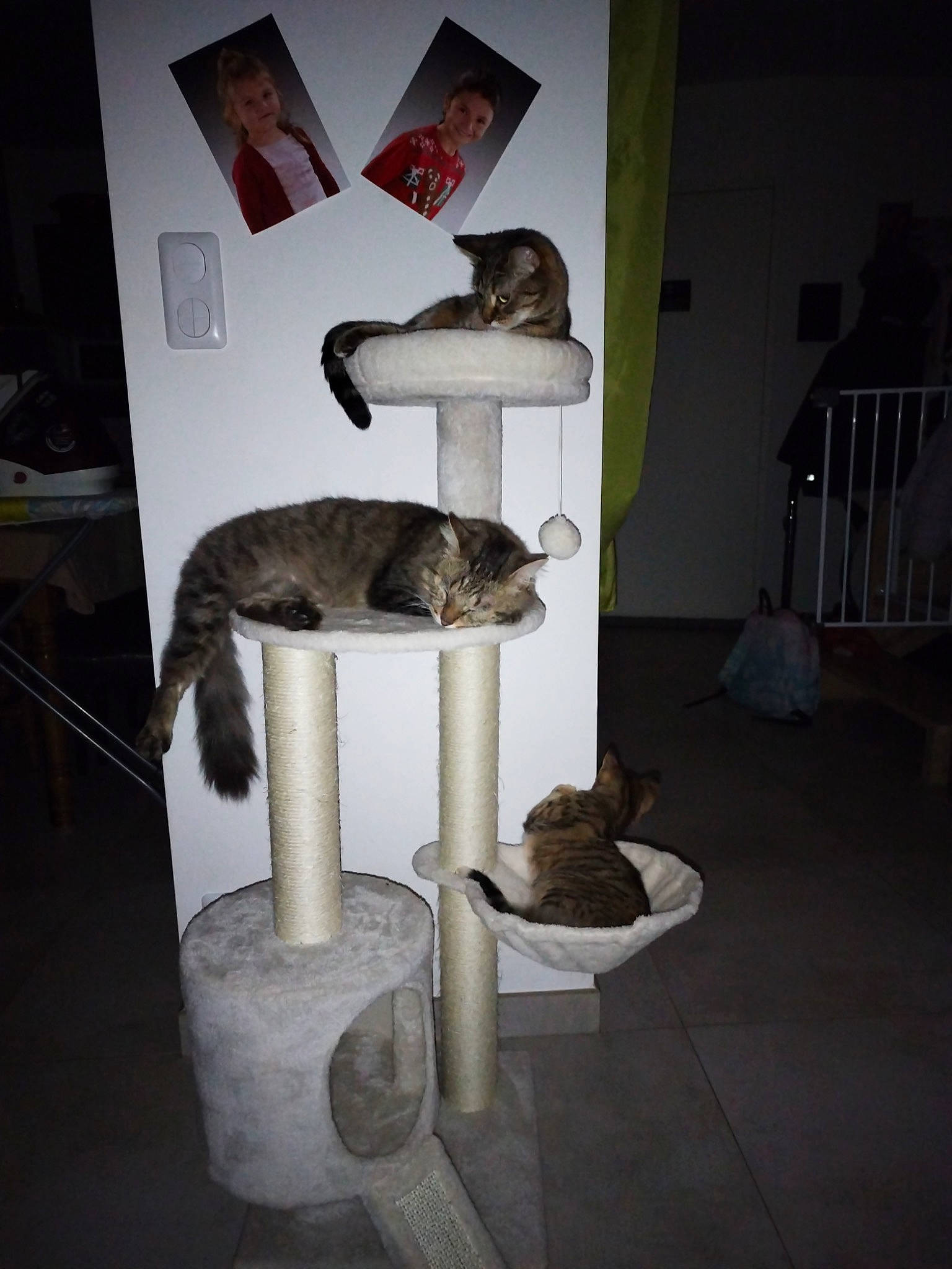 Paillettes participe au concours pour gagner de l'argent avec cette photo : art, carnivore, cat, cat_supply, felidae, flooring, fur, grey, metal, pedestal, pet_supply, room, sculpture, shelf, shelving, small_to_medium_sized_cats, tail, vertebrate, whiskers, wood