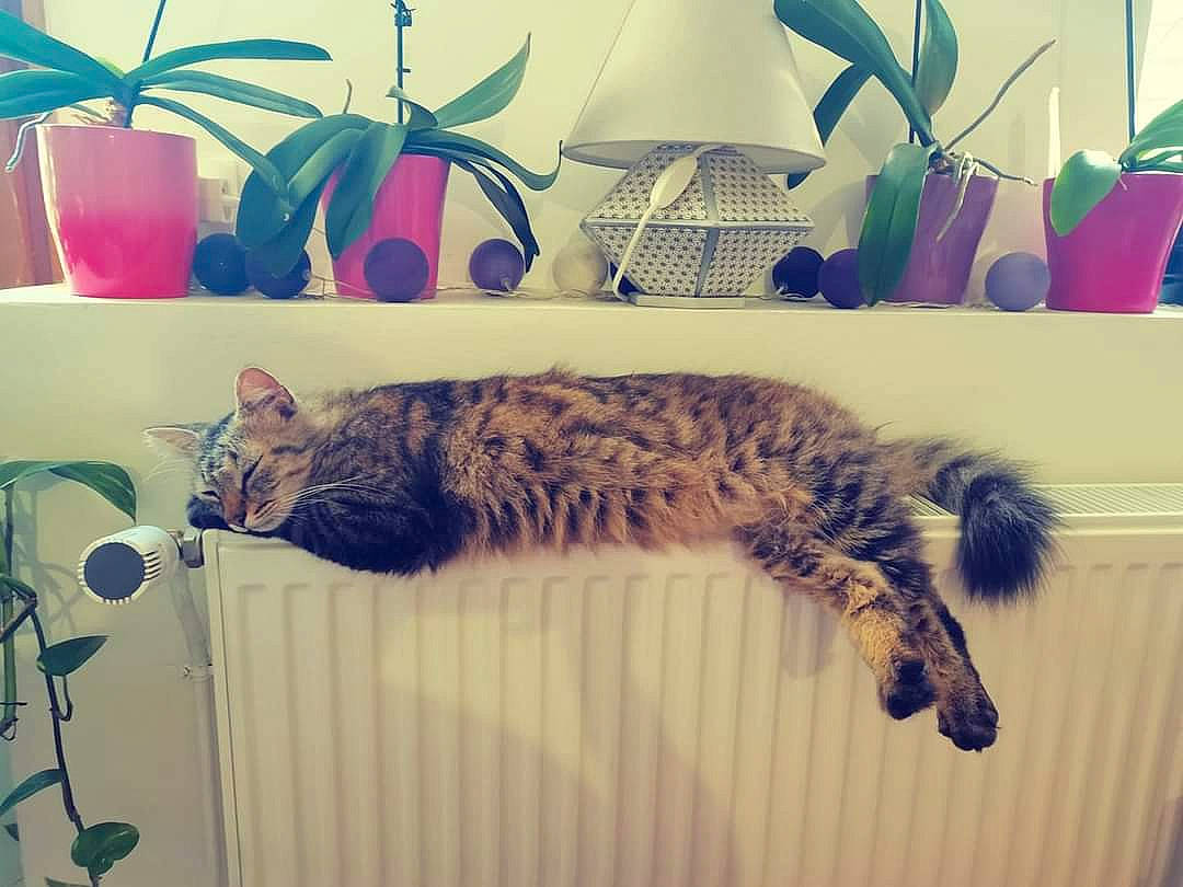 Paillettes participe au concours pour gagner de l'argent avec cette photo : carnivore, cat, comfort, couch, domestic_short_haired_cat, felidae, flooring, flowerpot, fur, houseplant, interior_design, line, metal, paw, plant, room, small_to_medium_sized_cats, tail, whiskers, wood