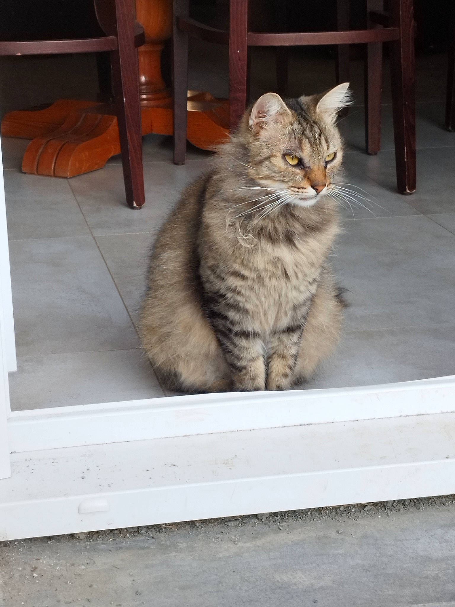 Paillettes participe au concours pour gagner de l'argent avec cette photo : carnivore, cat, claw, concrete, domestic_short_haired_cat, door, fawn, felidae, flooring, fur, hardwood, paw, road_surface, sitting, small_to_medium_sized_cats, tail, whiskers, window, wood