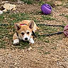 Balou a rejoint le concours — aidez-le/la à gagner de superbes lots ! animal, corgi, cute, dirt, dog, ears, face, grass, ground, leash, lying_down, nature, outdoor, pet, pink_ring, playful, puppy, purple_ball, toy, young