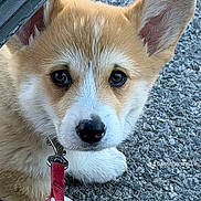 Balou a rejoint le concours — aidez-le/la à gagner de superbes lots ! corgi, puppy, dog, close_up, leash, ear, fur, outdoor, asphalt, vehicle, tire, pet, animal, cute, face, eyes, collar, young, playful, small