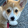 corgi, puppy, dog, close_up, leash, ear, fur, outdoor, asphalt, vehicle, tire, pet, animal, cute, face, eyes, collar, young, playful, small
