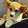 adorable, animal, black_surface, close_up, corgi, cute, dog, ears, flower, fur, indoors, pet, portrait, puppy, red_flower, resting, soft_light, sunlight, texture, warm_tone