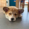 Balou participe au concours pour gagner de l'argent avec cette photo : adorable, animal, closeup, corgi, cozy, cute, dog, domestic_animal, ears, floor, fur, home, indoors, pet, puppy, relax, resting, sleeping, wooden_furniture, young_dog