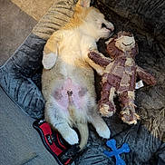 Balou participe au concours pour gagner de l'argent avec cette photo : animal, chew_toy, cozy, cuddle, cute, dog, dog_bed, fur, home, indoor, pet, puppy, relaxed, resting, sleeping, soft_texture, stuffed_toy, sunlight, toy, young_dog