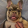 Stitch joined the competition — help win amazing prizes! animal, canine, close_up, cushion, cute, dog, domestic_animal, ears, face, french_bulldog, fur, hand, lying_down, nose, pet, playful, puppy, resting, striped_background, tongue_out