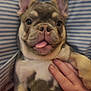 Stitch joined the competition — help win amazing prizes! animal, close_up, comfort, cuddle, cute, dog, ears, expression, face, french_bulldog, fur, hand, indoor, mammal, nose, pet, puppy, striped_background, tongue_out, young_dog