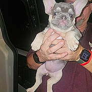 Stitch joined the competition — help win amazing prizes! french_bulldog, puppy, dog, person, hand, wristwatch, glasses, night, vehicle, car_door, maroon_shirt, ear, paw, face, holding, cute, pet, indoor, mammal, portrait