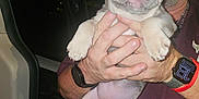 Stitch joined the competition — help win amazing prizes! car_door, cute, dog, ear, face, french_bulldog, glasses, hand, holding, indoor, mammal, maroon_shirt, night, paw, person, pet, portrait, puppy, vehicle, wristwatch