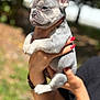 Stitch joined the competition — help win amazing prizes! puppy, dog, french_bulldog, pet, animal, cute, outdoor, person, hand, nails, holding, young, small, fur, ears, portrait, nature, blur, sunlight, adorable