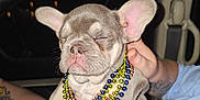 Stitch joined the competition — help win amazing prizes! french_bulldog, puppy, dog, beads, mardi_gras, pet, sleepy, person, hand, tattoo, shorts, shirt, stars, stripes, car_interior, seatbelt, night, closeup, cute, animal