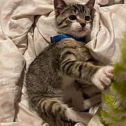 Tomas joined the competition — help win amazing prizes! bed, bedding, blanket, blue_collar, cat, collar, cozy, cute, ears, fur, indoor, kitten, paw, pet, playful, plush_toy, portrait, tabby, toy, whiskers
