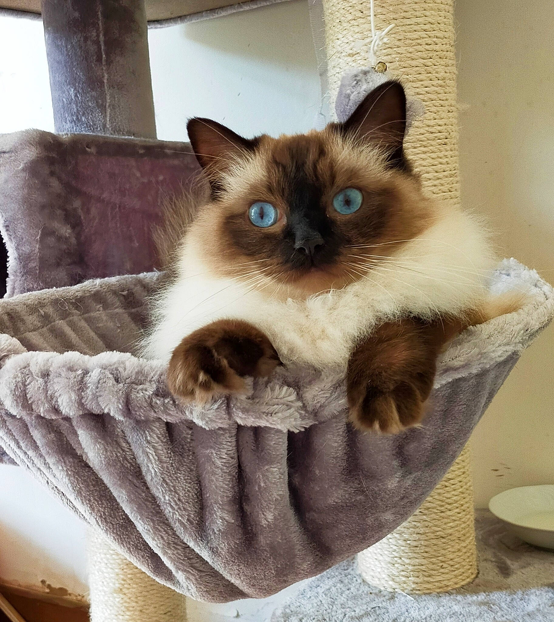 Princesse participe au concours pour gagner de l'argent avec cette photo : balinese, birman, carnivore, cat, cat_bed, cat_supply, comfort, eye, fashion_accessory, fawn, felidae, fur, iris, serveware, siamese, small_to_medium_sized_cats, snout, thai, whiskers